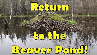 Return to the Beaver Pond [upl. by Cami458]