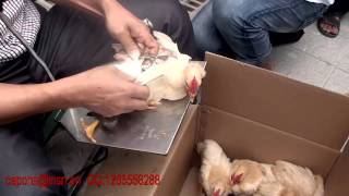 How to caponize a cockerel caponizing roosters in China [upl. by Ancell557]