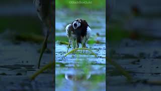 Heartwarming Rescue Mission Saving Pheasant Tailed Jacana Chicks from the Rain trendingshorts [upl. by Naujtna]