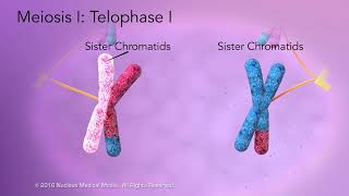 Meiosis [upl. by Guerra915]