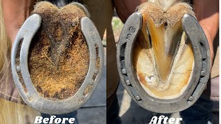 Hoof trimming Restoration Satisfying asmr [upl. by Holmun286]