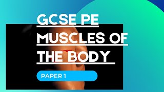 Learn the Muscle locations  GCSE PE paper 1 [upl. by Artnoed]