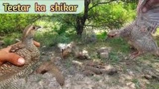 teetar ki awaaz teetar ka shikar youtubeshorts birds teeter [upl. by Eiclehc]