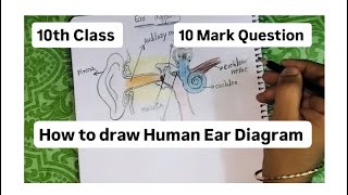 Ear diagram 10 th class biology important diagrams bookofscience [upl. by Bradski]