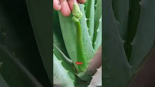 Aloe Vera Plant Care🌿Aloe Vera Flower🔥एलोवेरा✨एलोवेरा का पौधा कैसे लगाएं ashasgardenstoryshorts [upl. by Milburn]