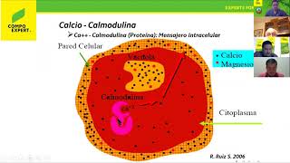 Fertilización foliar y Bioestimulación H Camacho [upl. by Timothea]