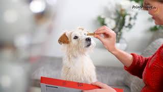 HundeAdventskalender mit Foto [upl. by Aryt]