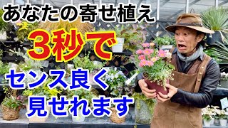 誰でもセンス良く見える寄せ植えづくりの黄金比教えます。【カーメン君】【園芸】【ガーデニング】【初心者】 [upl. by Waylin]