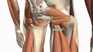 Muscles of the Thigh and Gluteal Region  Part 1  Anatomy Tutorial [upl. by Zimmermann]