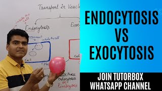 Exocytosis vs Endocytosis  Transport by Vesicles  Transport across cell membrane  BPharm HAP unit [upl. by Mayyahk96]