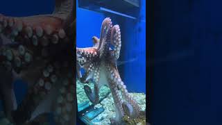 SAD OCTOPUS 😥 viral trending video [upl. by Anirtruc]