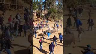 pelea de toros meseta andina 🇵🇪 [upl. by Shinberg454]