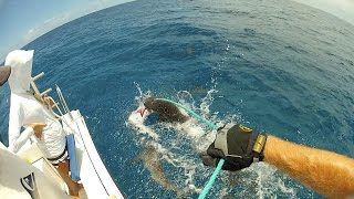 Palmyra Atoll Shark MarkRecapture Study Donor Video [upl. by Loginov]