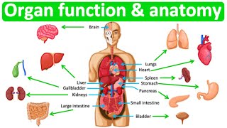 Major organ functions amp anatomy 👫 Quick amp easy learning video [upl. by Goltz448]