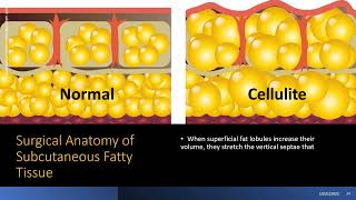 The Science of the Subcutaneous Adipose Tissue [upl. by Annoda]