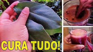 👉 Misture ORAPRONOBIS Com BETERRABA e faça o Super Antiinflamatório Natural 🥤🌿 [upl. by Ahsineg]