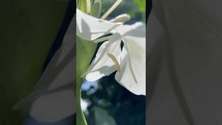 Hedychium coronarium  the white garlandlily  white ginger lily  shortsvideo shortsfeed [upl. by Doane993]