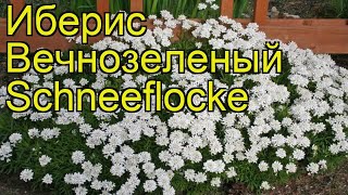 Иберис вечнозеленый Шнифлок Краткий обзор описание характеристик iberis sempervirens Schneeflocke [upl. by Frank814]