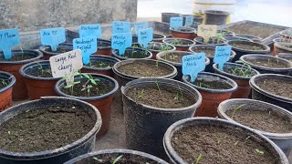 Tomato seeds started germination [upl. by Hayila]