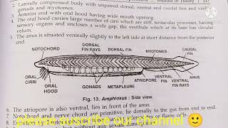 branchiostoma amphioxus classificationzoology practical bsccomments on branchiostoma  amphioxus [upl. by Stoddard]