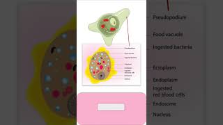 TROPHOZOITE of ENTAMOEBA HISTOLYTICA parasitology pathology microbiology medicalmicrobiology [upl. by Ariamo537]