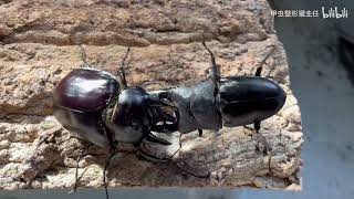 Dorcus titanus palawanicus vs Megasoma actaeon [upl. by Bunting]