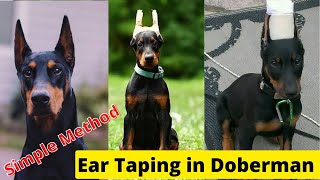 Doberman Ear TapingSimple method to Tape Dogs Ear [upl. by Marlin]