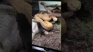 How Does Rattlesnake Venom Work [upl. by Azial]