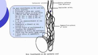 14 Contents of the spermatic cord Abdomen [upl. by Yup699]