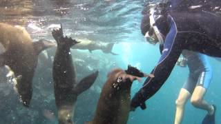 snorkeling Galapagos 1080p HD sea lions Gopro Flat Lens Musikmassage [upl. by Berghoff]