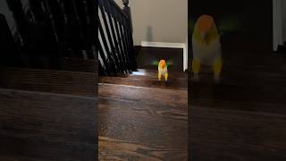 I made it up the stairs  caique caiques parrot parrots funnybird funnyparrot pets pets [upl. by Aicilyhp]