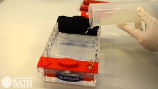 Agarose Gel Electrophoresis of DNA fragments amplified using PCR [upl. by Paddy168]