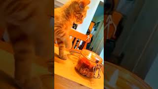 Orange cat behavior cat pets funnypets funnycats shorts [upl. by Hgielra]