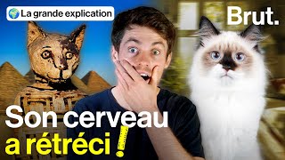 Comment le chat est devenu domestique [upl. by Inigo]