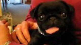 Our pug Maximus [upl. by Noet]