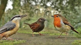 Vidéos Pour Les Chats à Surveiller  Petits Oiseaux [upl. by Arukas]