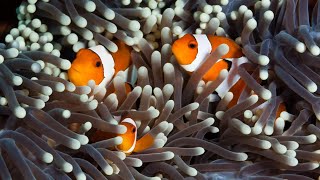 10 Facts About The CLOWNFISH You Didnt Know [upl. by Mikkanen]