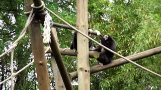 Talking gibbons [upl. by Mahgirb763]