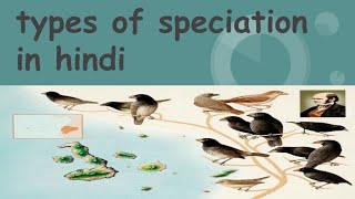 speciation types explain in hindiallopatric sympatric or phyletic or quantum evolution in hindi [upl. by Ahtinak163]