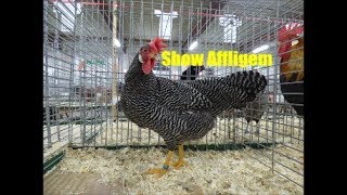 Poultry show Affligem 2018 Slideshow [upl. by Oninotna]