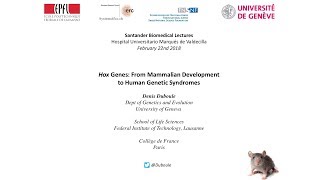 Hox Genes From Mammalian Development to Human Genetic Syndromes [upl. by Bogey]