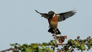 stonechat in flight and feeding on insects [upl. by Truda]