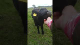 Süsses Kalb Kuh Cow Wellness lustig funny scratch me Kratz mich Es juckt [upl. by Selwin]