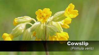 Cowslip HD UK Wildflowers 1 [upl. by Born]