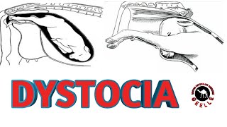 Dystocia forms of fetus during parturation Veterinary Somalia [upl. by Lotus]