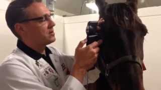 Measuring Equine IOP with the TONOVET tonometer  user video [upl. by Valle]