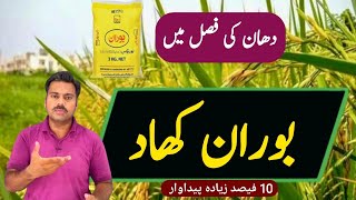 How to use boron in rice crop  Boron role in paddy crop  Abid Ali Agrarian [upl. by Himelman306]