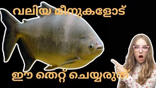 gaint fish and TankmatesMalayalam [upl. by Skoorb]