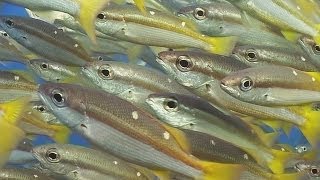 Schooling Fish  Reef Life of the Andaman  Part 15 [upl. by Acireit875]