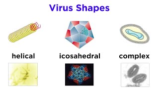 Introduction to Virology and Viral Classification [upl. by Light]